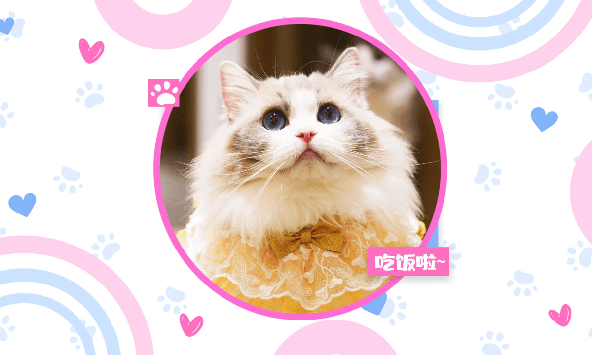 Pet - Ragdoll Kitten 2