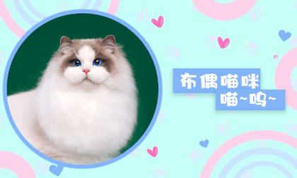 Store Exploration - Pet Cats 3 VR Video Store Exploration - Pet Cats 3 VR