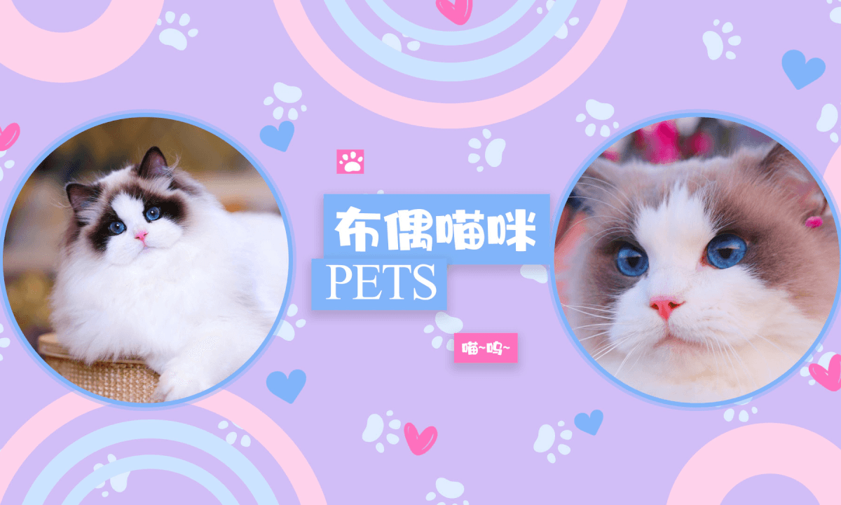 Store Exploration - Pet Cats 4