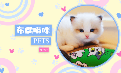 Store Exploration - Pet Cats 5 VR Video Store Exploration - Pet Cats 5 VR