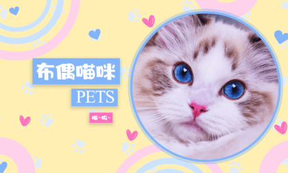 Store Exploration - Pet Cats 6 VR Video Store Exploration - Pet Cats 6 VR