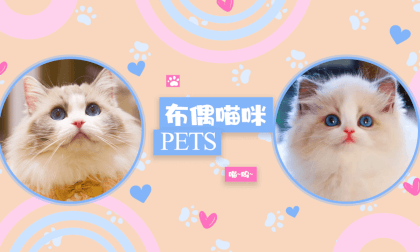 Store Exploration - Pet Cats 7 VR Video Store Exploration - Pet Cats 7 VR