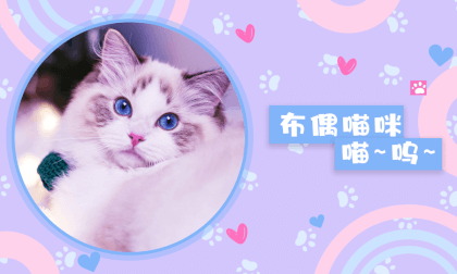 Store Exploration - Pet Cats 8 Store Exploration - Pet Cats 8