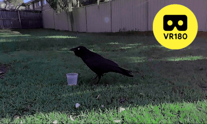 VR180 3D | Close-Up encounter with a crow | short | QLD Australia 2024 VR180 3D | Close-Up encounter with a crow | short | QLD Australia 2024