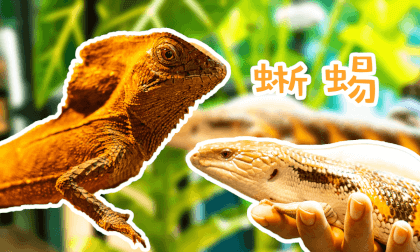 Store Exploration - Reptile Pets 2 Store Exploration - Reptile Pets 2