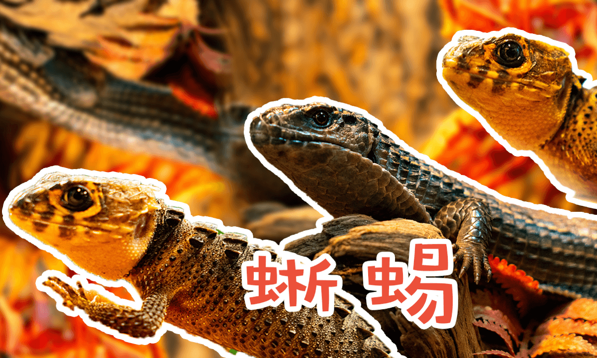 Store Exploration - Reptile Pets 3