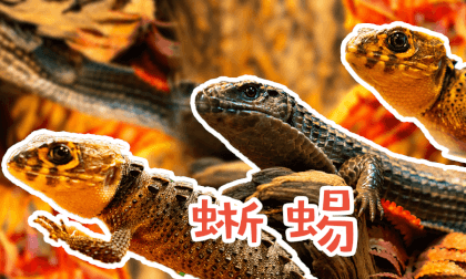 Store Exploration - Reptile Pets 3 Store Exploration - Reptile Pets 3