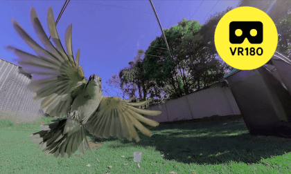 VR180 3D | Bird lands on camera | QLD Australia 2024 VR180 3D | Bird lands on camera | QLD Australia 2024