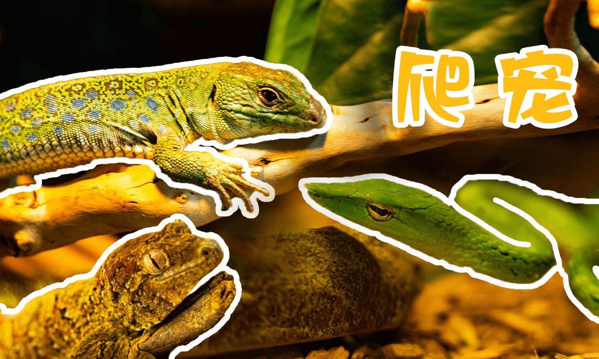 Store Exploration - Reptile Pets 4