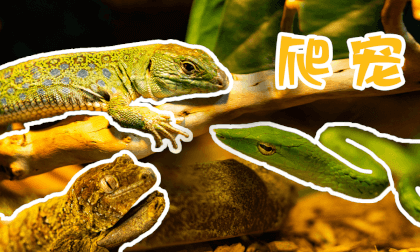 Store Exploration - Reptile Pets 4 Store Exploration - Reptile Pets 4