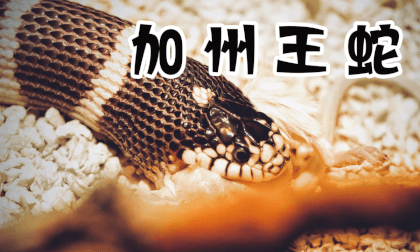 Store Exploration - California Kingsnake VR Video Store Exploration - California Kingsnake VR