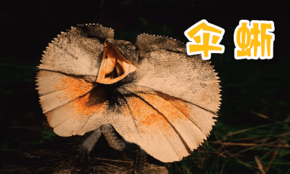 Store Exploration - Frilled Lizard Store Exploration - Frilled Lizard