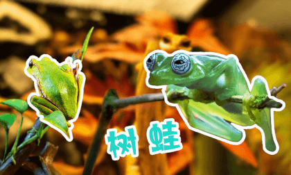 Store Exploration - Tree Frogs VR Video Store Exploration - Tree Frogs VR