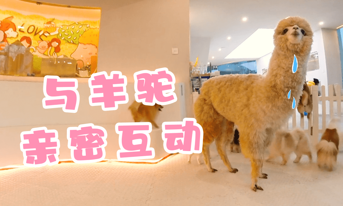 Store Exploration - Alpacas