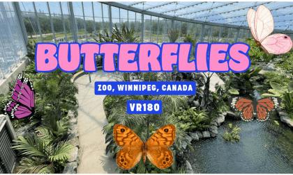 Butterfly section - Manitoba Zoo, Vuze XR, VR 180° (5.7K), Winnipeg, Manitoba, Canada - Watch in 3D VR Video Butterfly section - Manitoba Zoo, Vuze XR, VR 180° (5.7K), Winnipeg, Manitoba, Canada - Watch in 3D VR