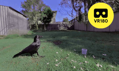 VR180 3D | Close-Up encounter with crows | long | QLD Australia 2024 VR180 3D | Close-Up encounter with crows | long | QLD Australia 2024