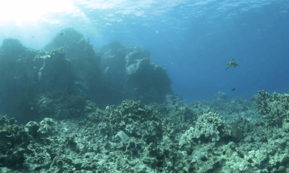 VR HAWAII TURTLES 8K | Puako Turtle Cleaning Station | Kona, Hawaii 2024 VR Video VR HAWAII TURTLES 8K | Puako Turtle Cleaning Station | Kona, Hawaii 2024 VR