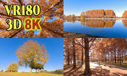 Autumn leaves in Mizumoto park and Misato park,Tokyo and Saitama,Japan