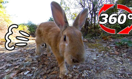 [360 Video] Being chased by a rabbit.