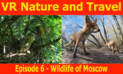 Episode 6 - Wildlife of Moscow Episode 6 - Wildlife of Moscow