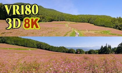 Spectacular view of red buckwheat fields in Nagano,JAPAN