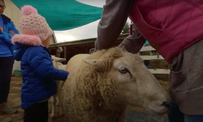 Holiday Festival Tours at Star Gazing Farm Animal Sanctuary 3D 180 VR VR Video Holiday Festival Tours at Star Gazing Farm Animal Sanctuary 3D 180 VR VR