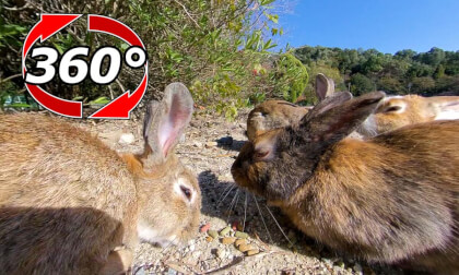 [360 Video] Rabbits gathered at the edge of the playground.