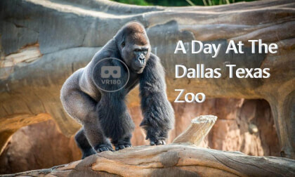 A Day At The Largest Zoo In Texas VR Video A Day At The Largest Zoo In Texas VR
