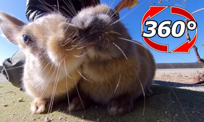 [360 Video] The bunnies eats food at a close distance