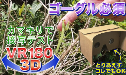 [VR180 3D] Close-up of a praying mantis (look at it with crossed eyes)