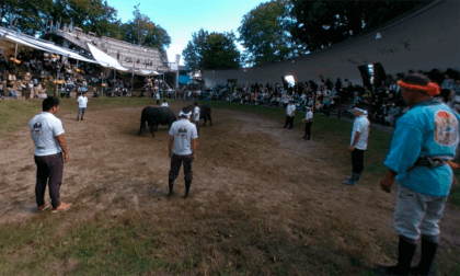 Japanese Bull Fighting at the Yamakoshi Togyujo in Niigata, Japan VR Video Japanese Bull Fighting at the Yamakoshi Togyujo in Niigata, Japan VR
