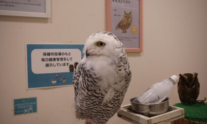 211A0017-16-9.vr.MP4 VR Video 211A0017-16-9.vr.MP4 VR