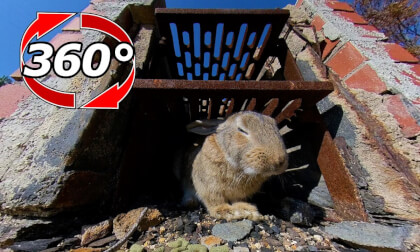 [360 Video] The rabbit found a safe zone.