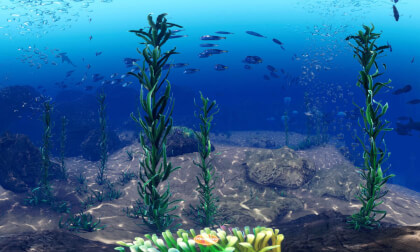 underwater world 8K underwater world 8K