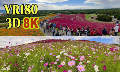 Spectacular views of kochia and cosmos at Hitachi Seaside Park in Ibaraki,JAPAN