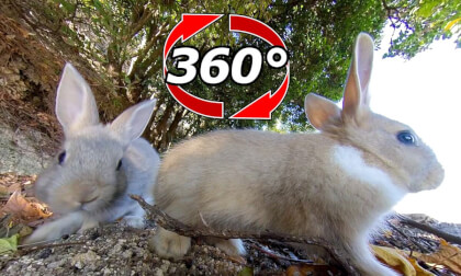 [360 Video] I have a bunny brother.