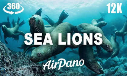 Underwater. Seals and Sea Lions, National Park Moneron Island. Underwater. Seals and Sea Lions, National Park Moneron Island.