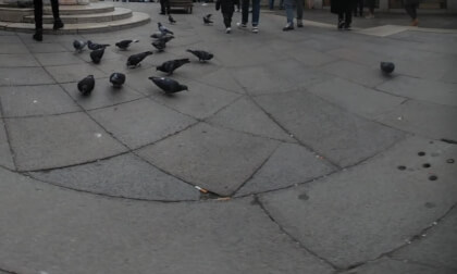 Pigeons in Venice (closeup) Pigeons in Venice (closeup)