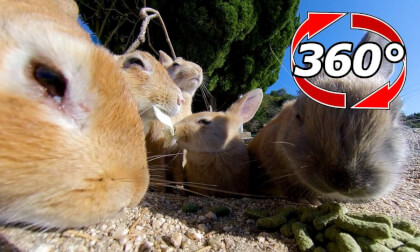 [360 Video] The rabbit family eats a lot.