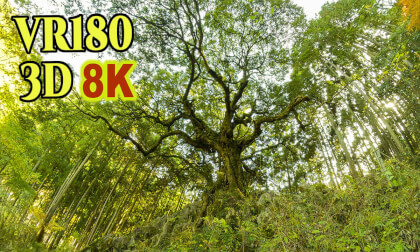 Giant evergreen oak tree in Akiruno-city,Tokyo,Japan VR Video Giant evergreen oak tree in Akiruno-city,Tokyo,Japan VR