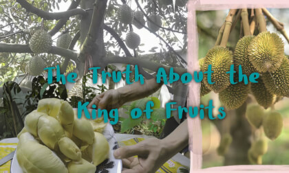 The Untouchable Fruit The Untouchable Fruit
