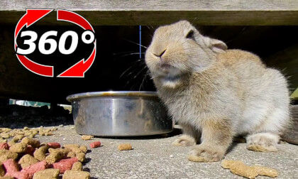 [360 Video] A bunny is relaxing under the aisle