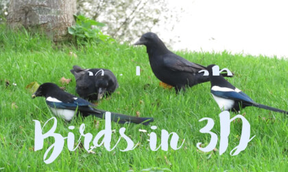 Birds at the lake(Kandoa Ego)