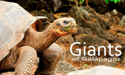 Giants of Galápagos: The Legacy of the Giant Tortoises Giants of Galápagos: The Legacy of the Giant Tortoises