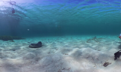Sting Ray Encounter: Virtual Dive Adventure with the BLU3 Dive System VR Video Sting Ray Encounter: Virtual Dive Adventure with the BLU3 Dive System VR