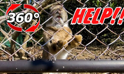 [360 Video] Rabbit asking for help