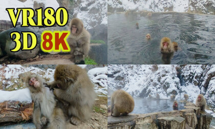 Japanese Snow Monkey Park in Nagano, Japan Japanese Snow Monkey Park in Nagano, Japan