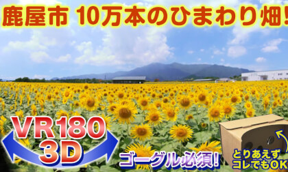 [VR180 3D] Kanoya City 100,000 Sunflower Fields