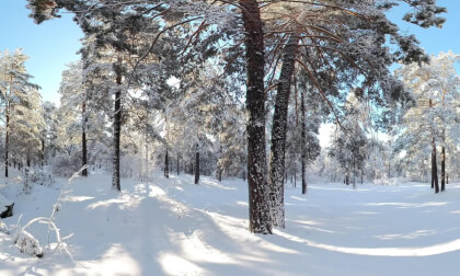 april snow morning VR Video april snow morning VR