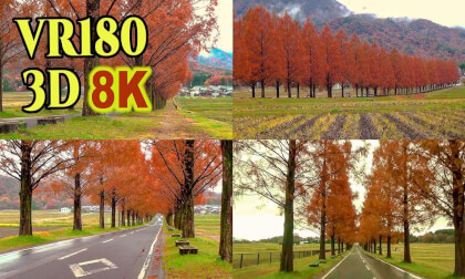 Metasequoia Tree-Lined Avenue in Shiga , JAPAN, shot on SONY HDR-TD10,old 3D video camera Metasequoia Tree-Lined Avenue in Shiga , JAPAN, shot on SONY HDR-TD10,old 3D video camera